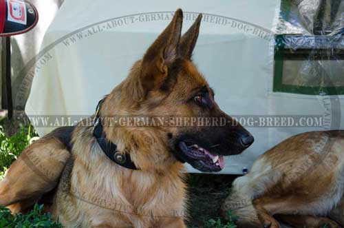 Weatherproof German Shepherd nylon collar