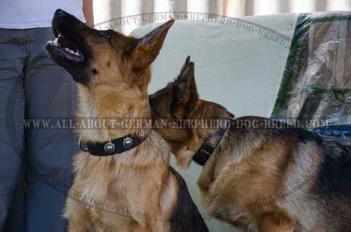 Decorated German Shepherd nylon collar