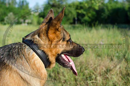 Padded leather collar for attack training for German Shepherd