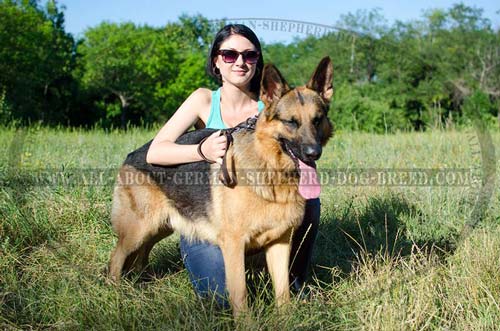 German Shepherd supple leather collar for walking