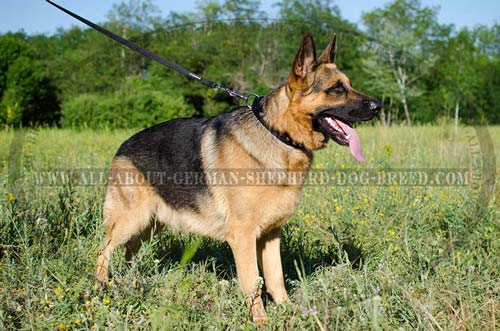 Adjustable German Shepherd leather collar