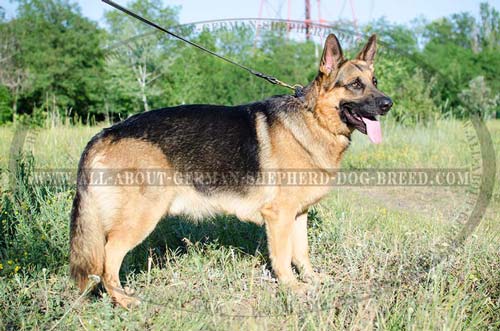 Adjustable German Shepherd braided leather collar