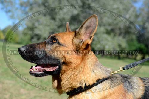 Exclusive Dog Collar for walks