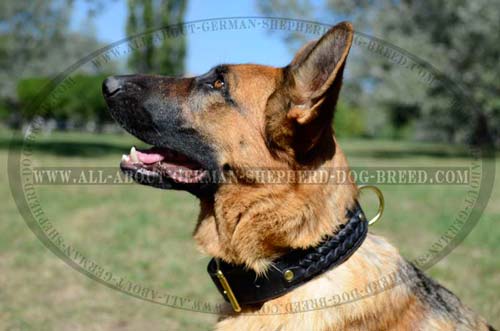 Utmost Comfort Dog Collar for training