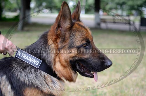 Strong Dog Collar for training