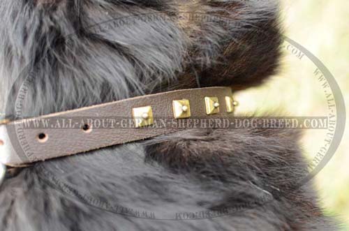 Comfort Dog Collar for everyday use