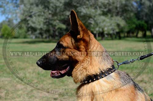 Steel nickel plated D-ring and buckle