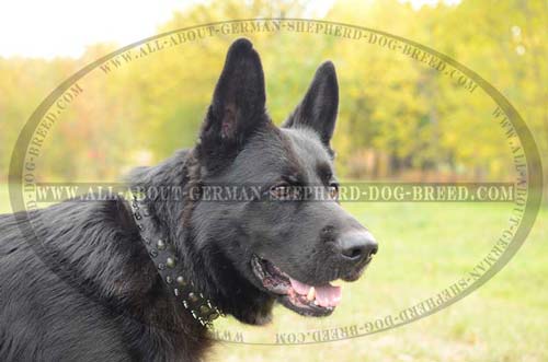 Exclusive Collar for everyday activities