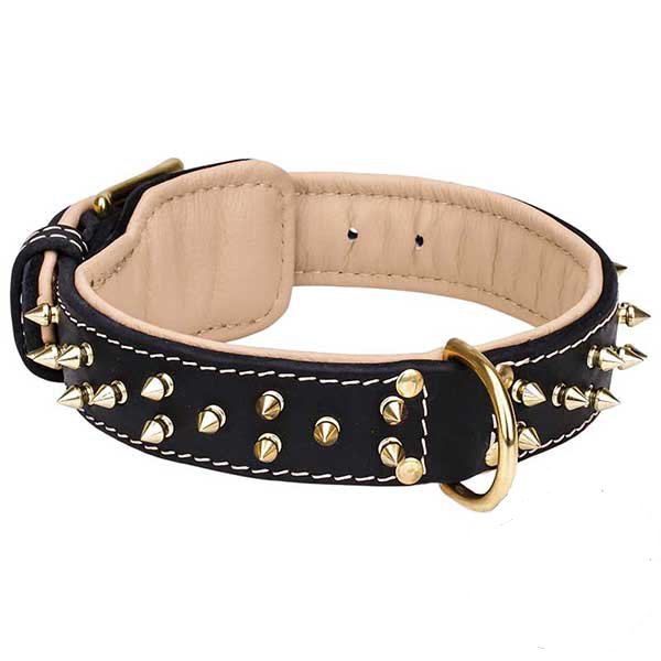 Everyday leather dog collar with brass decorations