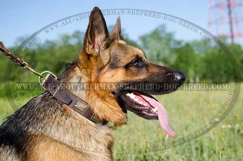  German Shepherd leather collar with handset plates