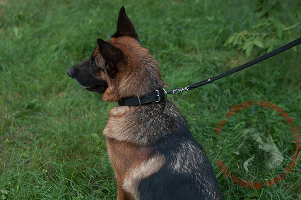 Classical German Shepherd collar for efficient training
