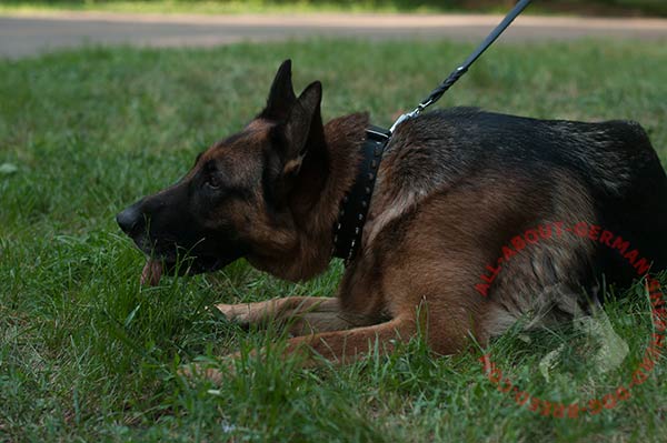 Exquisite leather German Shepherd collar with 2 rows of shiny spikes