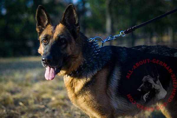 Designer leather German Shepherd collar with handset spikes