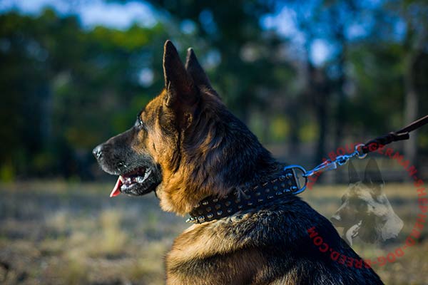 Top quality leather German Shepherd collar 
