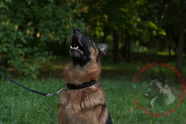 Extremely strong leather German Shepherd collar