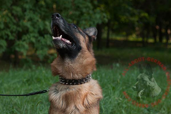 Stylish leather German Shepherd collar 