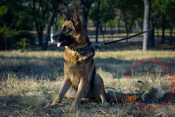 Walking leather German Shepherd collar studs
