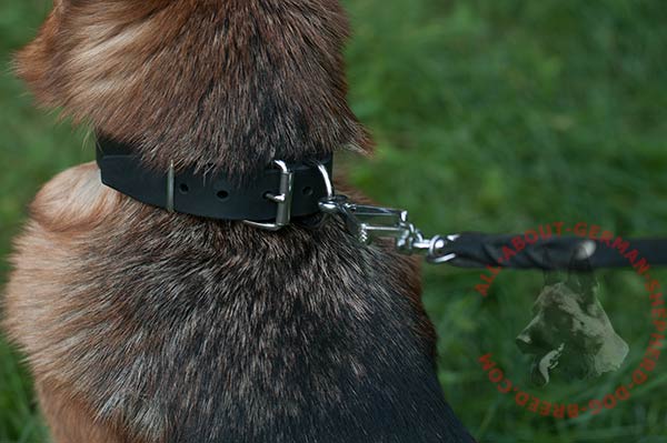 Training leather German Shepherd collar with rust resistant  nickel plated hardware