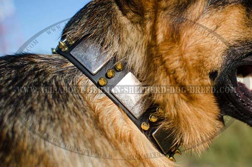  German Shepherd leather collar with sparkling decorations