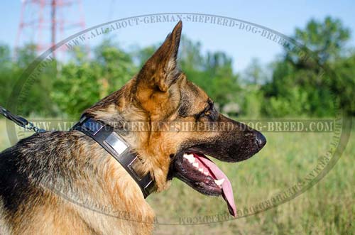 Decorated German Shepherd leather collar