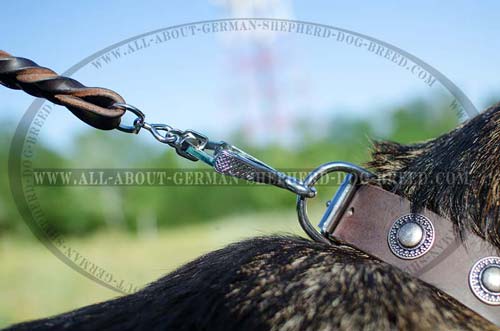 German Shepherd leather collar with stainless buckle and D-ring
