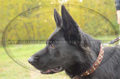 German Shepherd comfortable leather collar