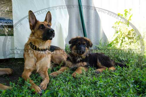 Walking German Shepherd collar