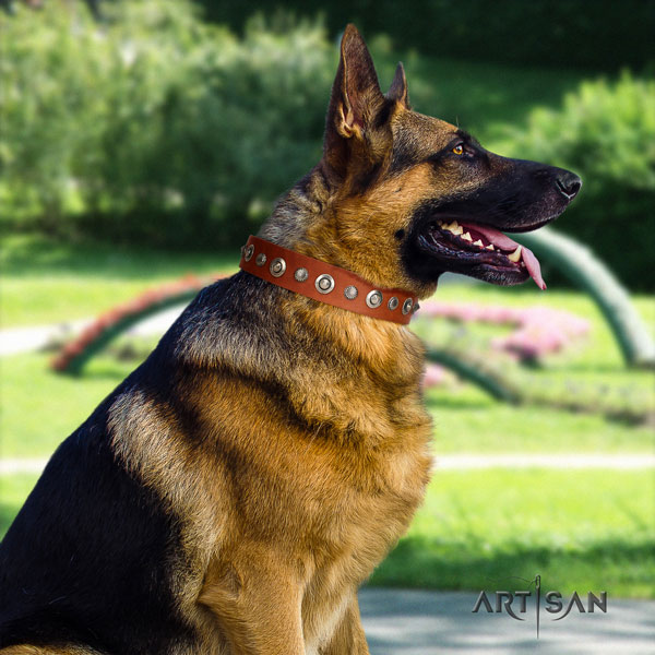 German Shepherd studded full grain genuine leather dog collar for your stylish pet