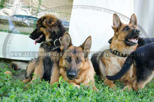 Attractive German Shepherd collar for everyday use