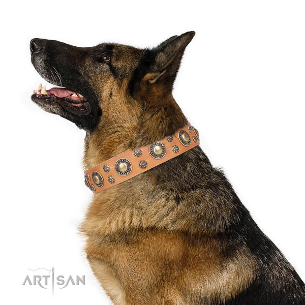 German Shepherd stunning full grain leather dog collar for stylish walking title=German Shepherd full grain leather collar with studs for daily walking