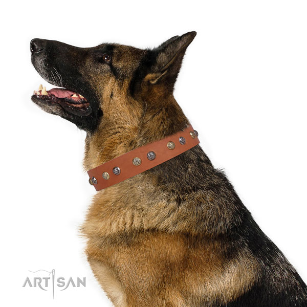 German Shepherd incredible natural genuine leather dog collar for fancy walking title=German Shepherd full grain genuine leather collar with studs for everyday use