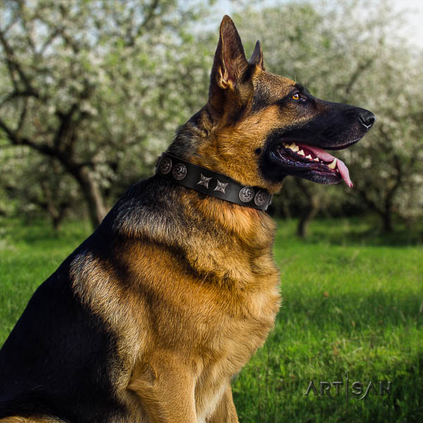 German Shepherd easy wearing full grain genuine leather dog collar with trendy embellishments