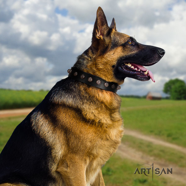 German Shepherd easy wearing genuine leather dog collar with unusual embellishments