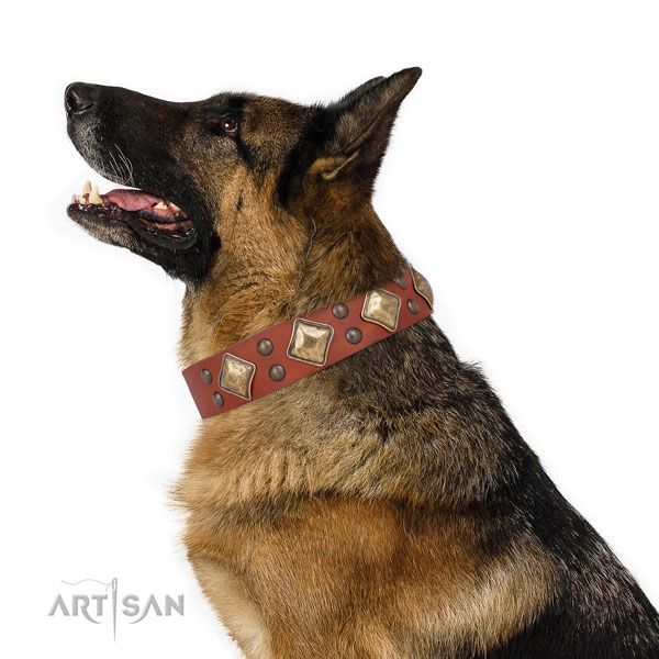 German Shepherd best quality full grain natural leather dog collar for everyday walking title=German Shepherd full grain genuine leather collar with adornments for daily use