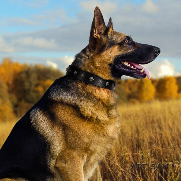 German Shepherd easy wearing natural genuine leather dog collar with stylish studs