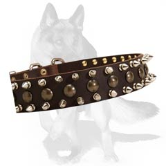 Strong leather collar with nickel plated fittings