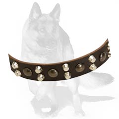 German Shepherd leather collar with non-rusting details