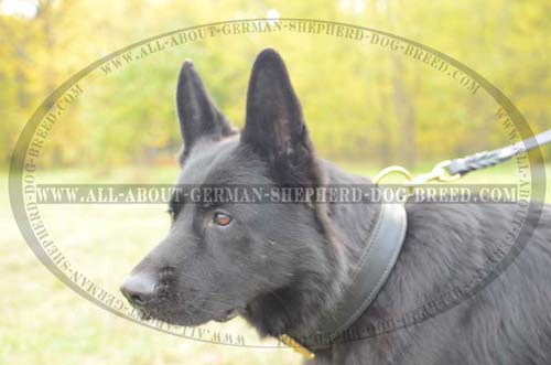 Comfortable 2 ply leather collar