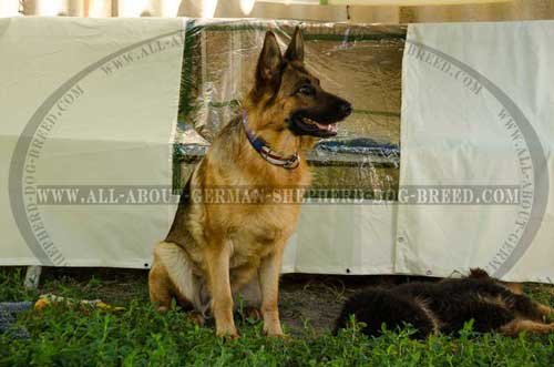 Agitation Heavy Duty German Shepherd Dog Collar Agitation Heavy Duty German Shepherd Dog Collar