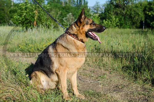 Non-stretching leather collar for German Shepherd