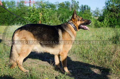 Adjustable German Shepherd leather collar