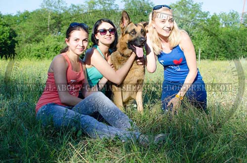 German Shepherd leather collar for daily use
