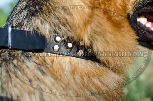  German Shepherd leather collar decorated with nickel pyramids