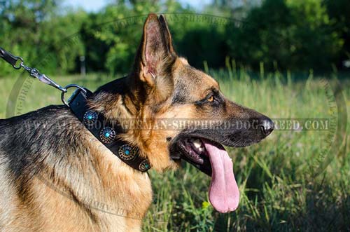  Embellished German Shepherd leather collar