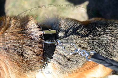 Reliable leather collar for German Shepherd with rustproof fittings