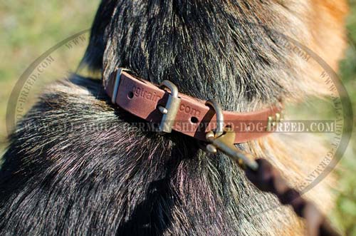 German Shepherd leather collar with nickel plated hardware