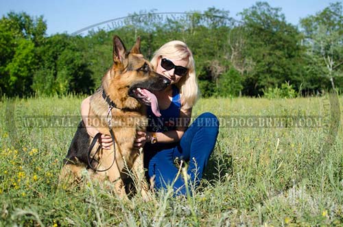 Water-resistant nylon German Shepherd collar