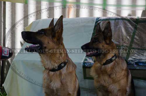 Chic German Shepherd leather collar for daily use