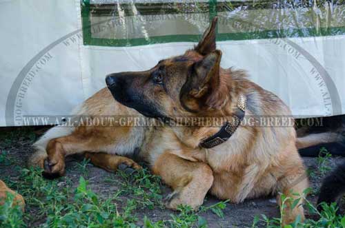 Durable leather collar for German Shepherd with nickel plates