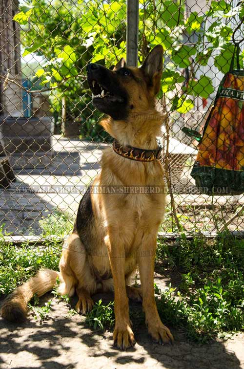 Non-toxic leather collar for German Shepherd
